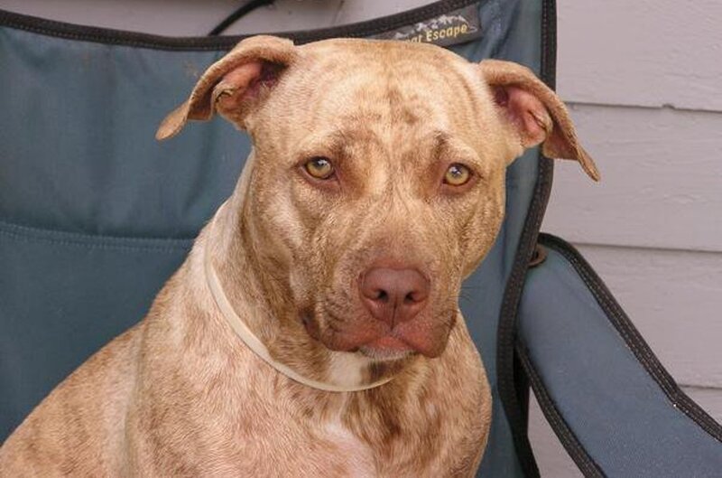 Brown Pit Bull Dog — Calm, Afternoon, Photograph, Chair