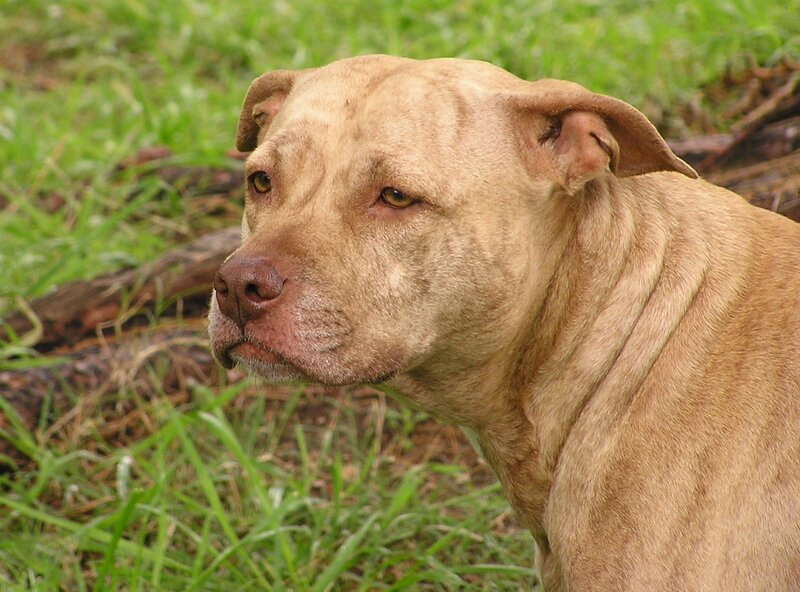 Brown Pit Bull Dog — Calm, Afternoon