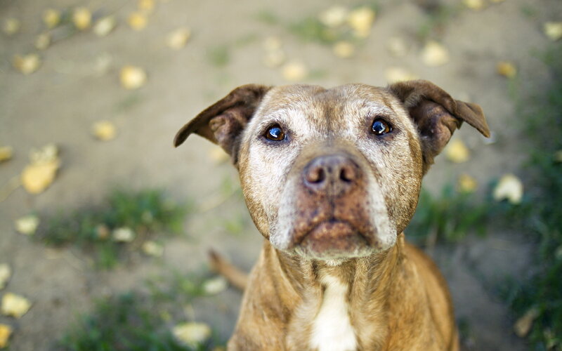Brown Pit Bull Dog — Calm, Autumn