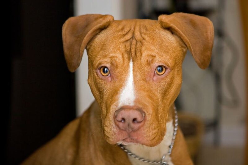 Brown Pit Bull Dog — Calm, Photograph, Chain Collar