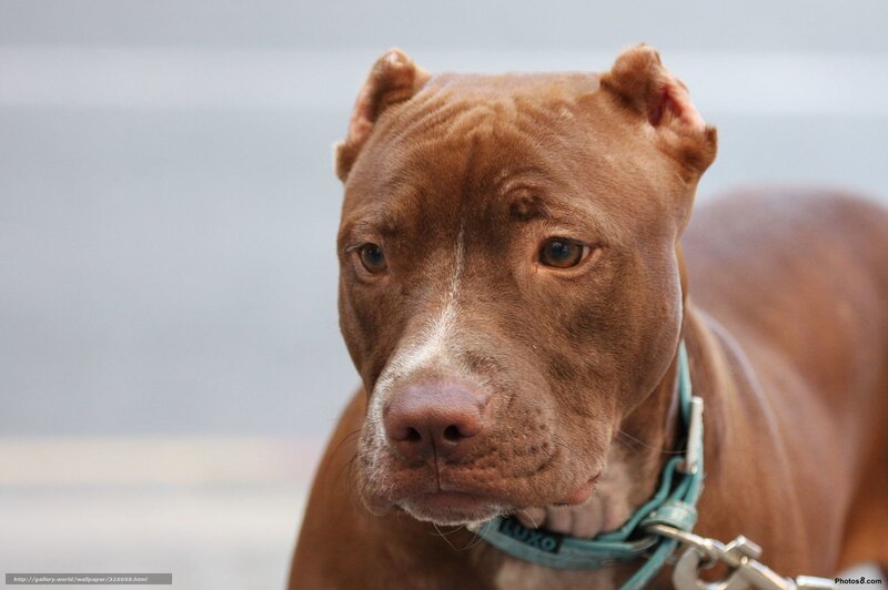 Brown Pit Bull Dog — Calm, Photograph, Collar, Leash