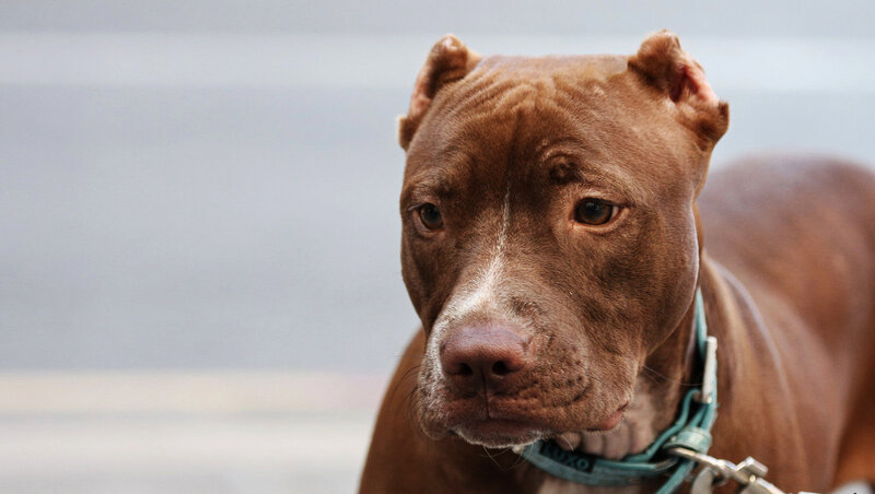 Brown Pit Bull Dog — Calm, Photograph, Collar