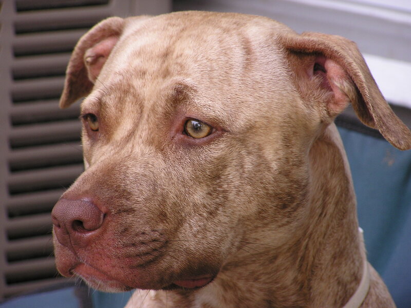 Brown Pit Bull Dog — Calm, Photograph, Ears