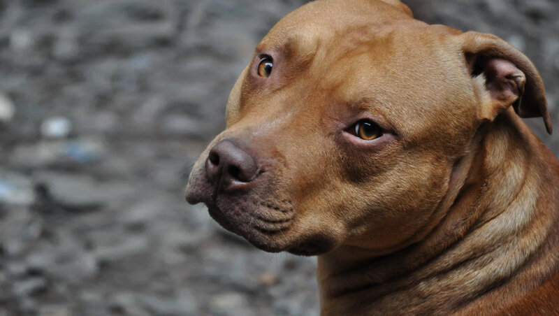 Brown Pit Bull Dog — Calm, Photograph, Ground