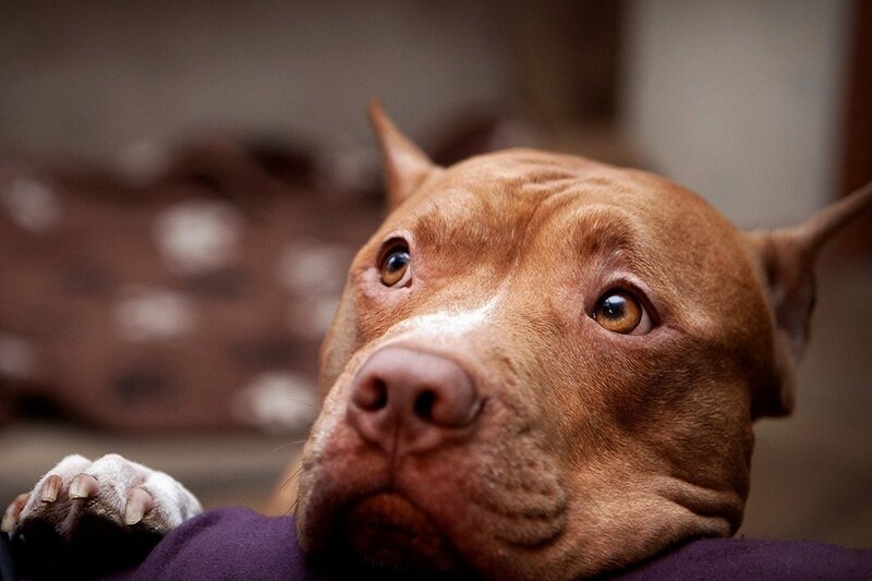 Brown Pit Bull Dog — Calm, Photograph, Paw