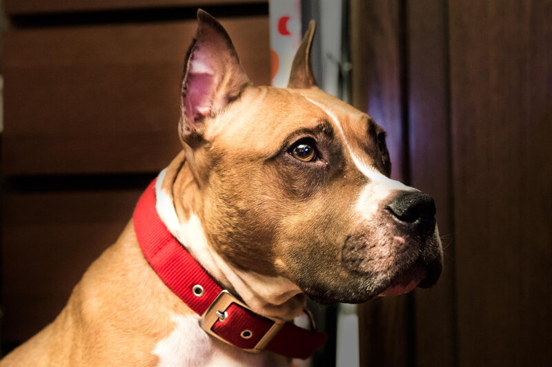 Brown Pit Bull Dog — Calm, Photograph, Red Collar