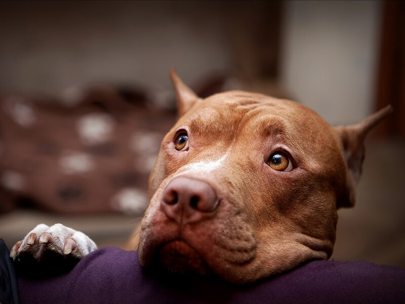 Brown Pit Bull Dog — Calm