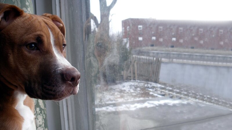 Brown Pit Bull Dog — Calm, Winter