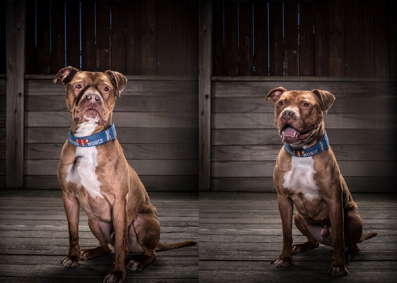 Brown Pit Bull Dog — Dramatic, Photograph