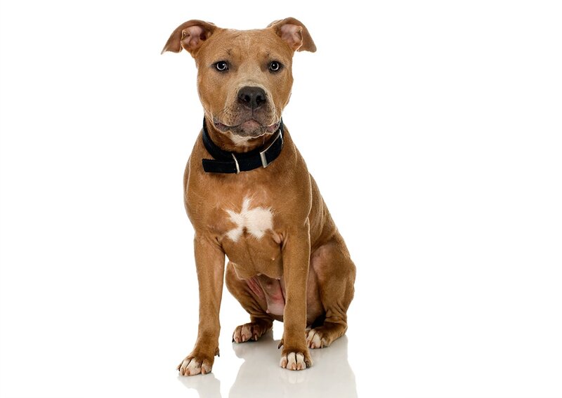 Brown Pit Bull Dog — Neutral, Photograph, Collar