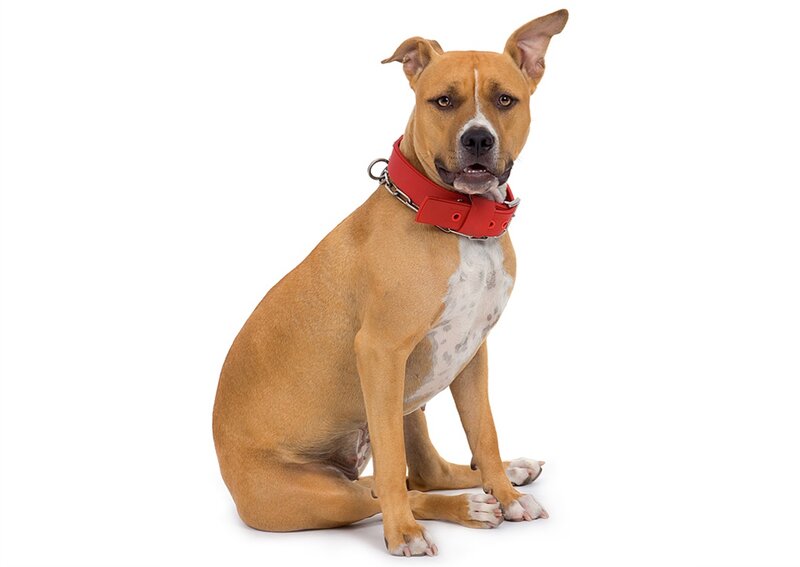 Brown Pit Bull Dog — Neutral, Photograph, Red Collar