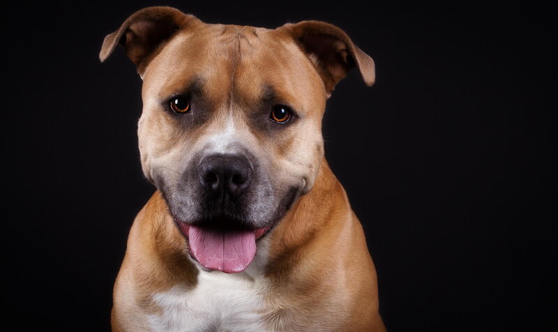 Brown Pit Bull Dog — Neutral, Photograph
