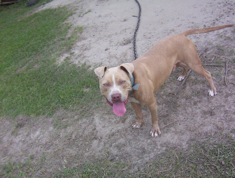 brown pit bull dog outdoors