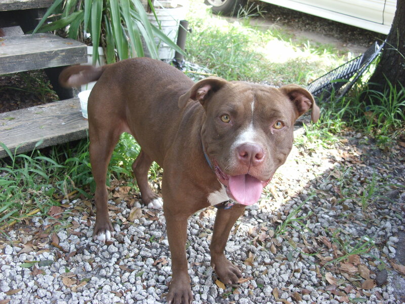 brown pit bull dog outdoors