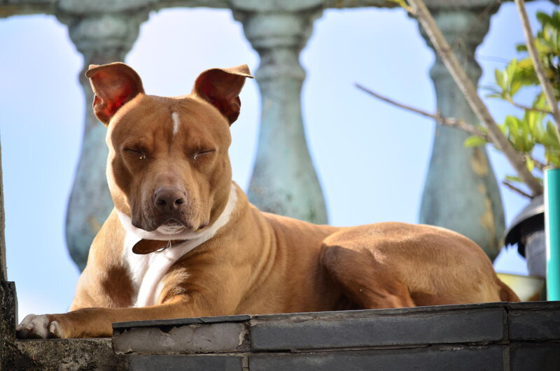 Brown Pit Bull Dog — Relaxed, Afternoon
