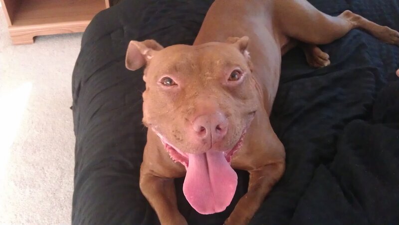 Brown Pit Bull Dog — Relaxed