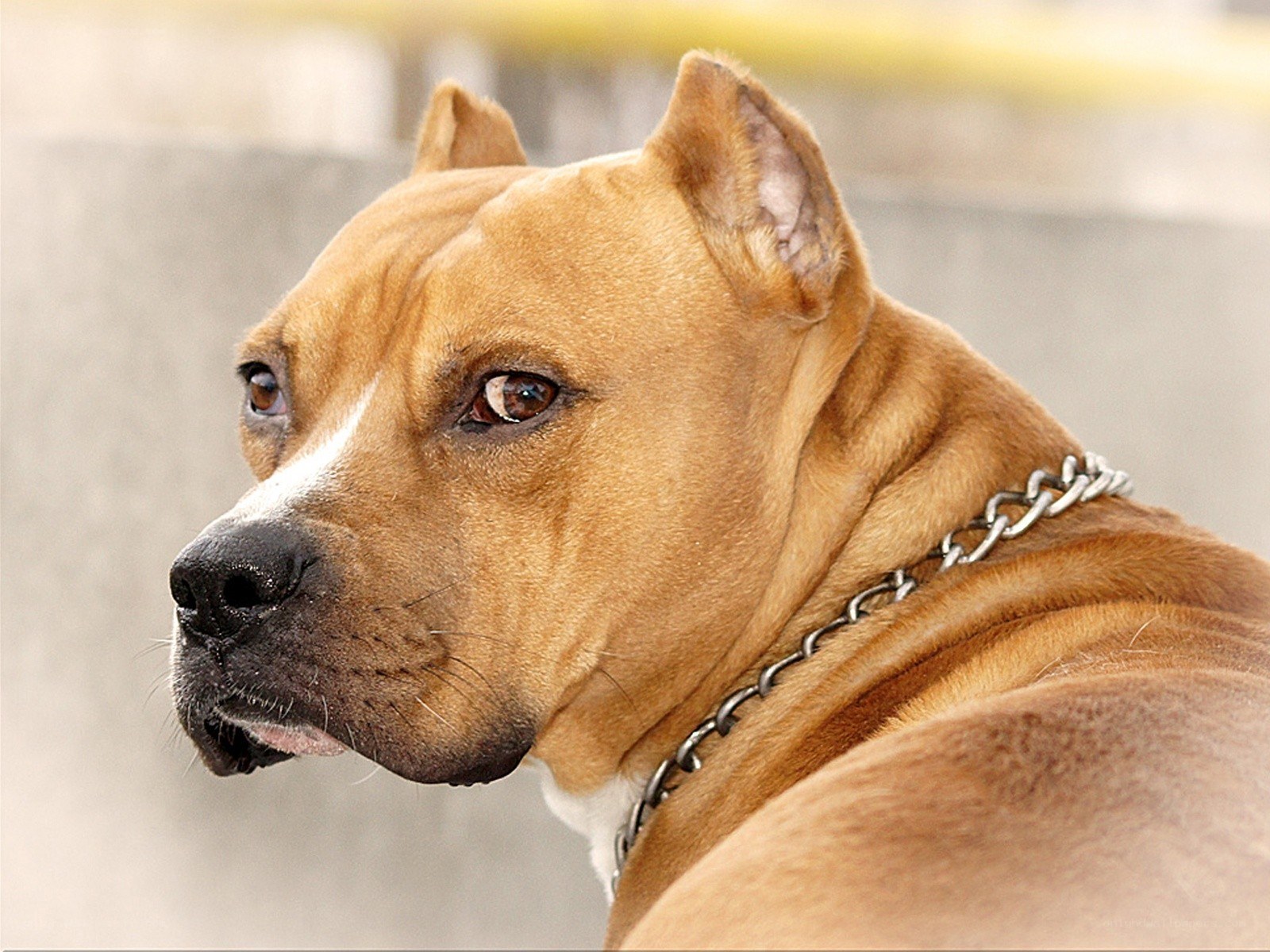 brown pit bull dog