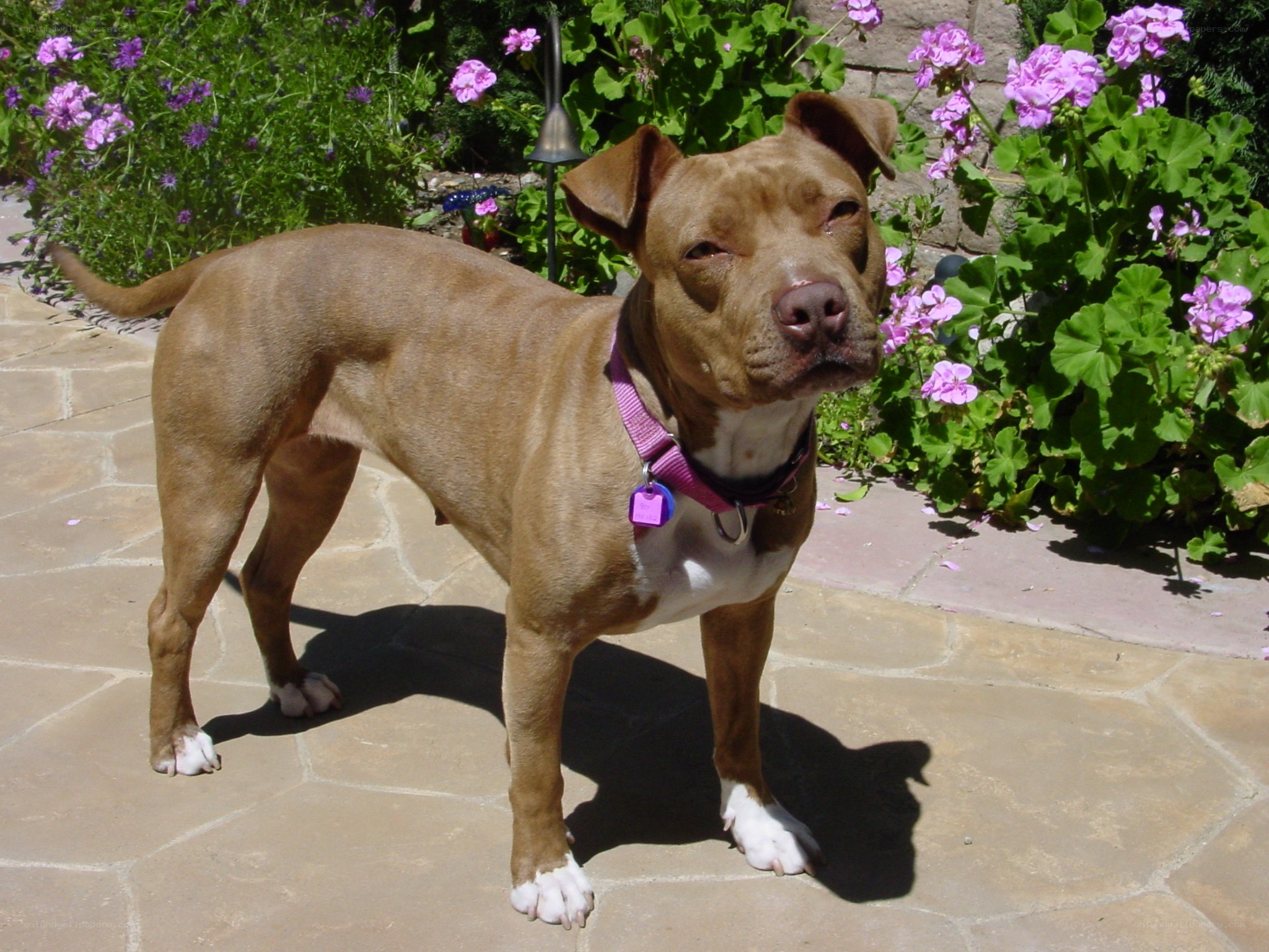 brown pit bull in garden