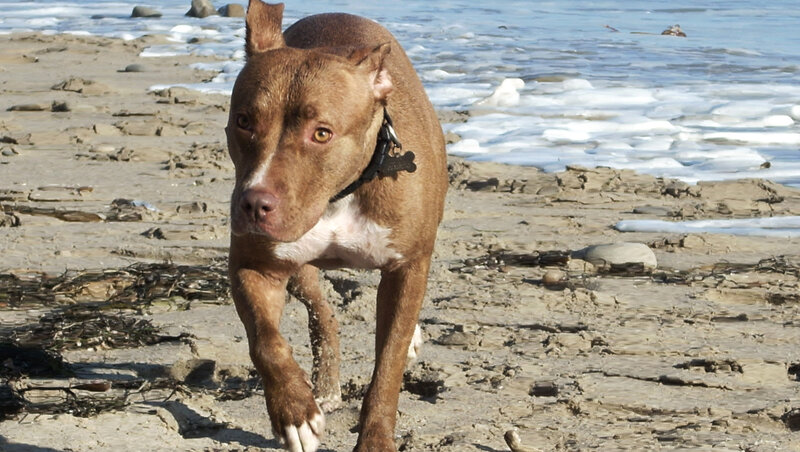Brown Pit Bull on Beach