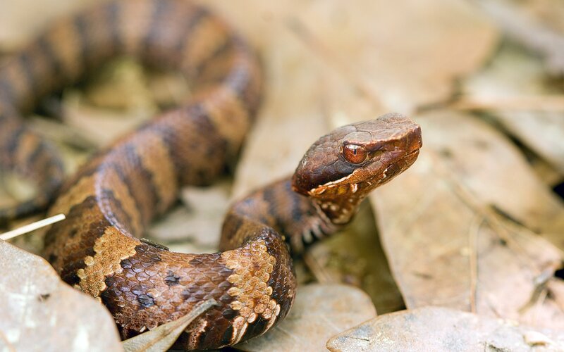 Brown Pit Viper — Alert