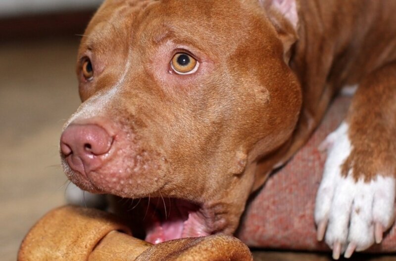 brown pitbull chewing toy