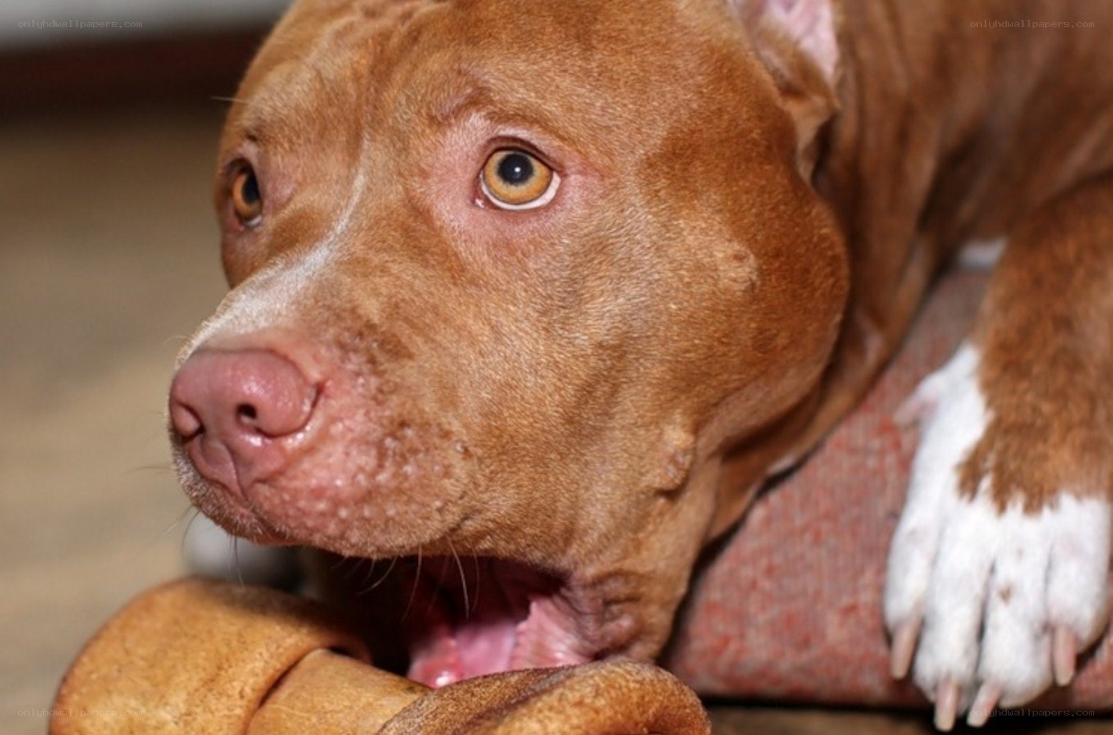 brown pitbull chewing toy