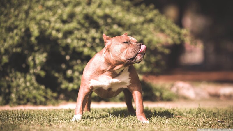 Brown Pitbull Dog — Calm, Afternoon