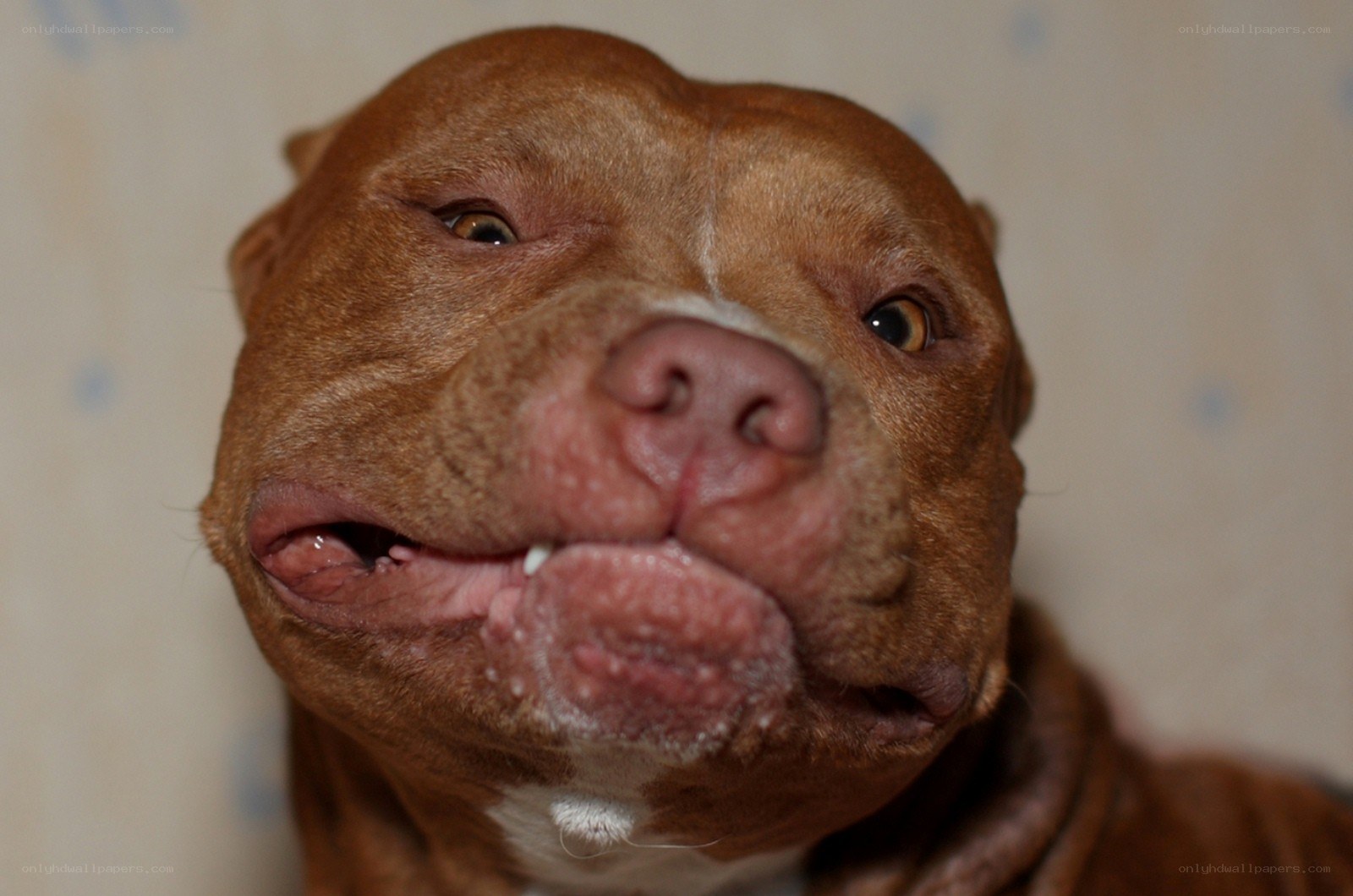 brown pitbull dog close-up