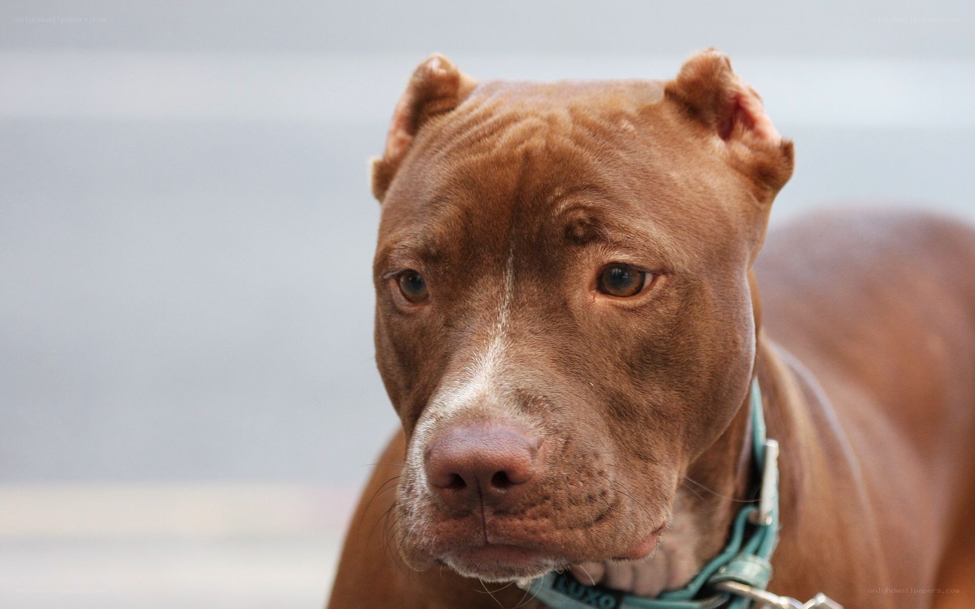 brown pitbull dog portrait
