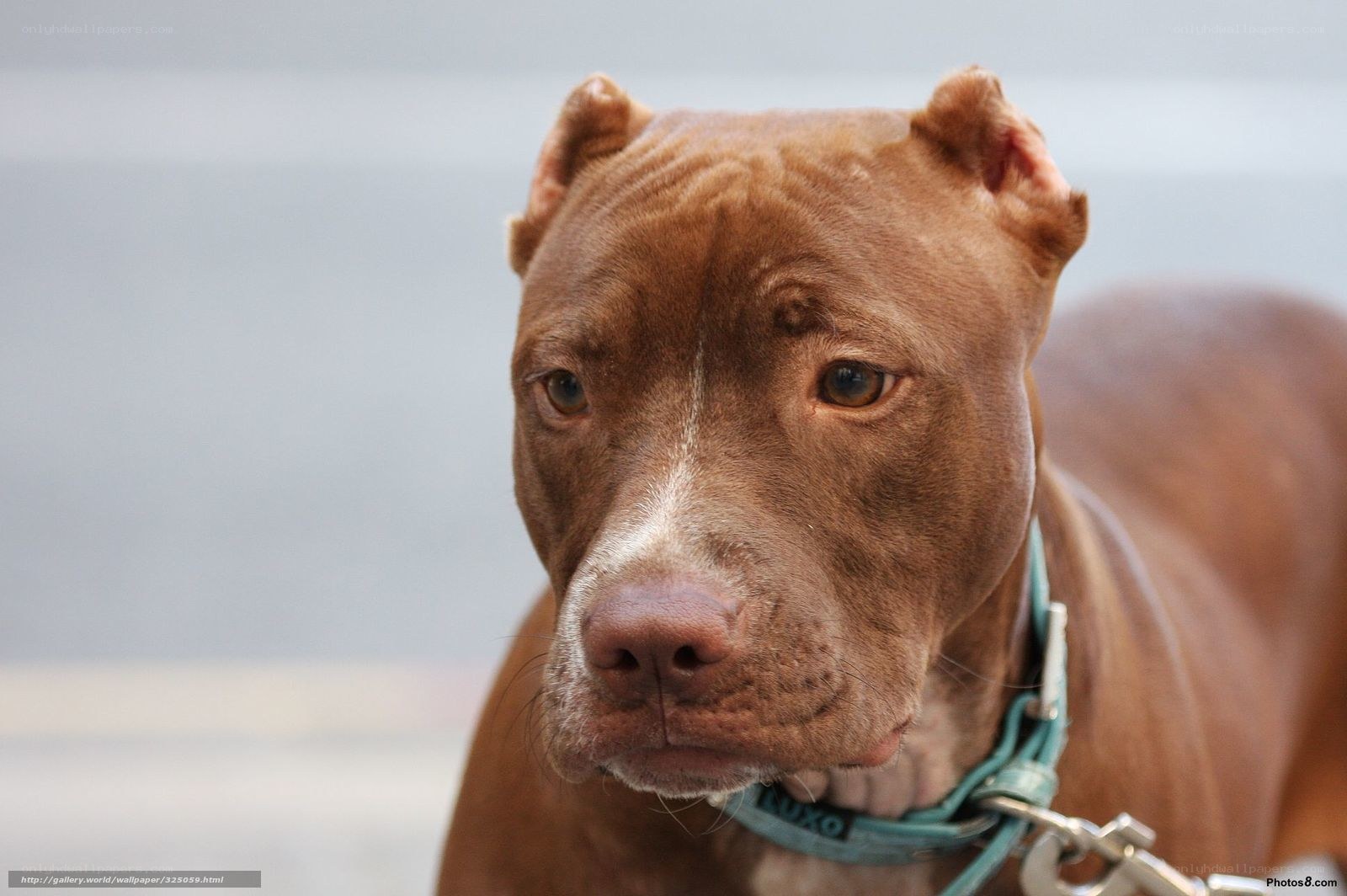 brown pitbull dog portrait