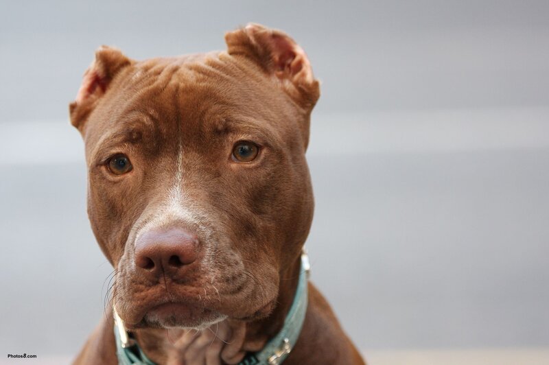 brown pitbull dog portrait