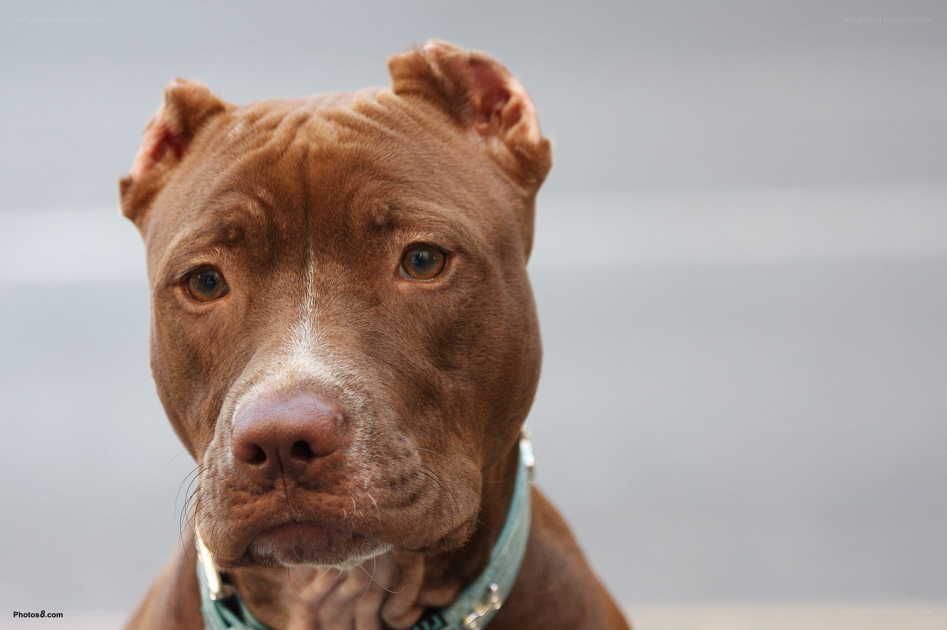 brown pitbull dog portrait