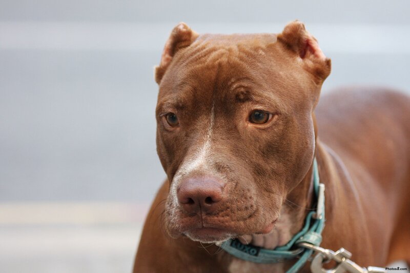brown pitbull dog portrait