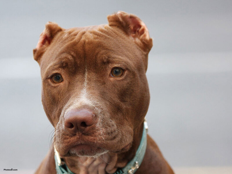 brown pitbull dog portrait