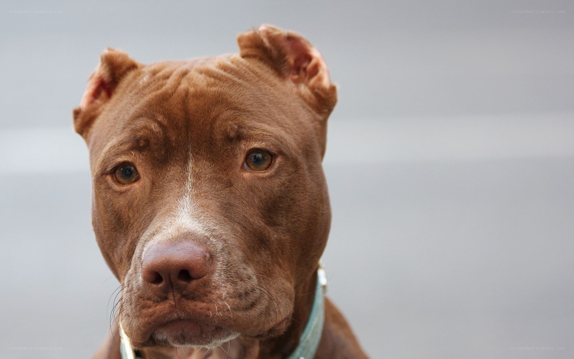 brown pitbull dog portrait