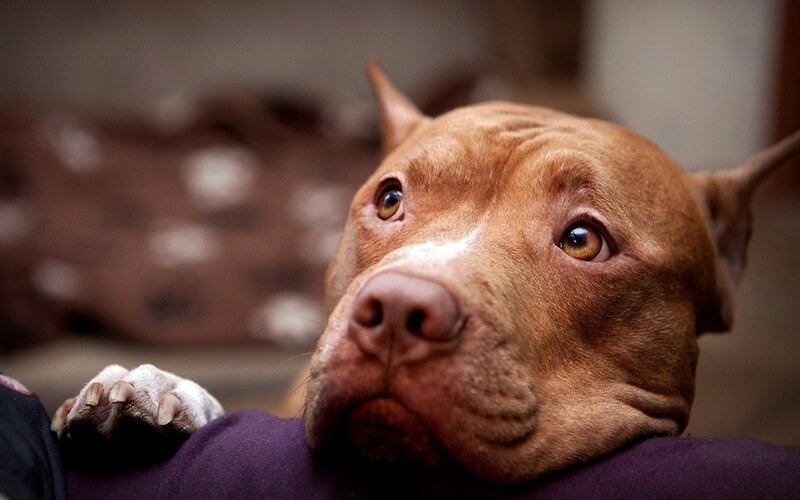 brown pitbull dog resting
