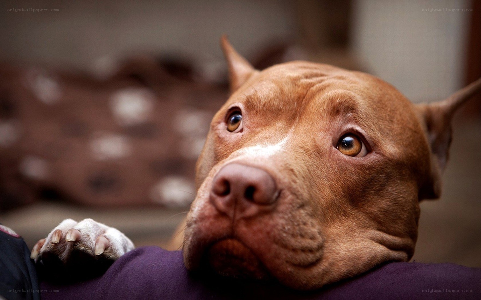 brown pitbull dog resting