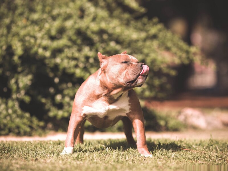 Brown Pitbull Dog