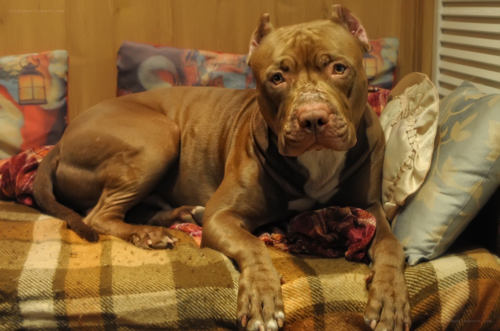 brown pitbull on a couch