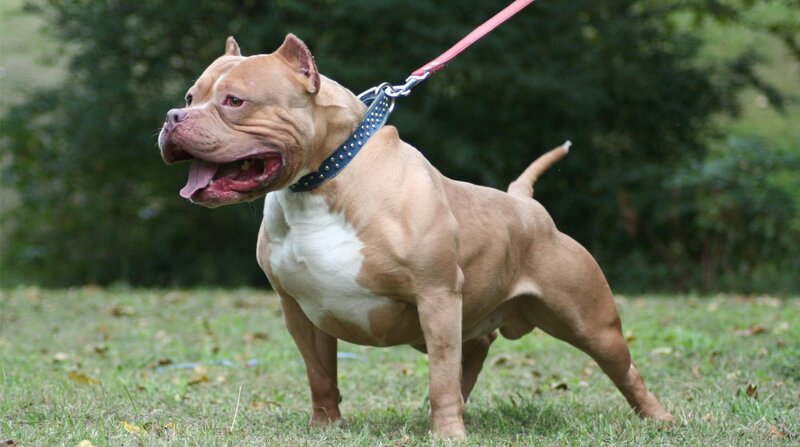 Brown Pitbull on Leash — Calm
