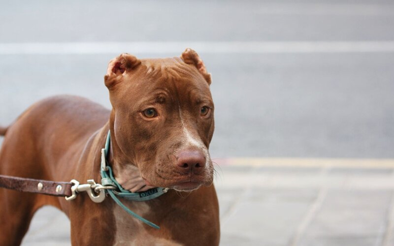 brown pitbull on leash
