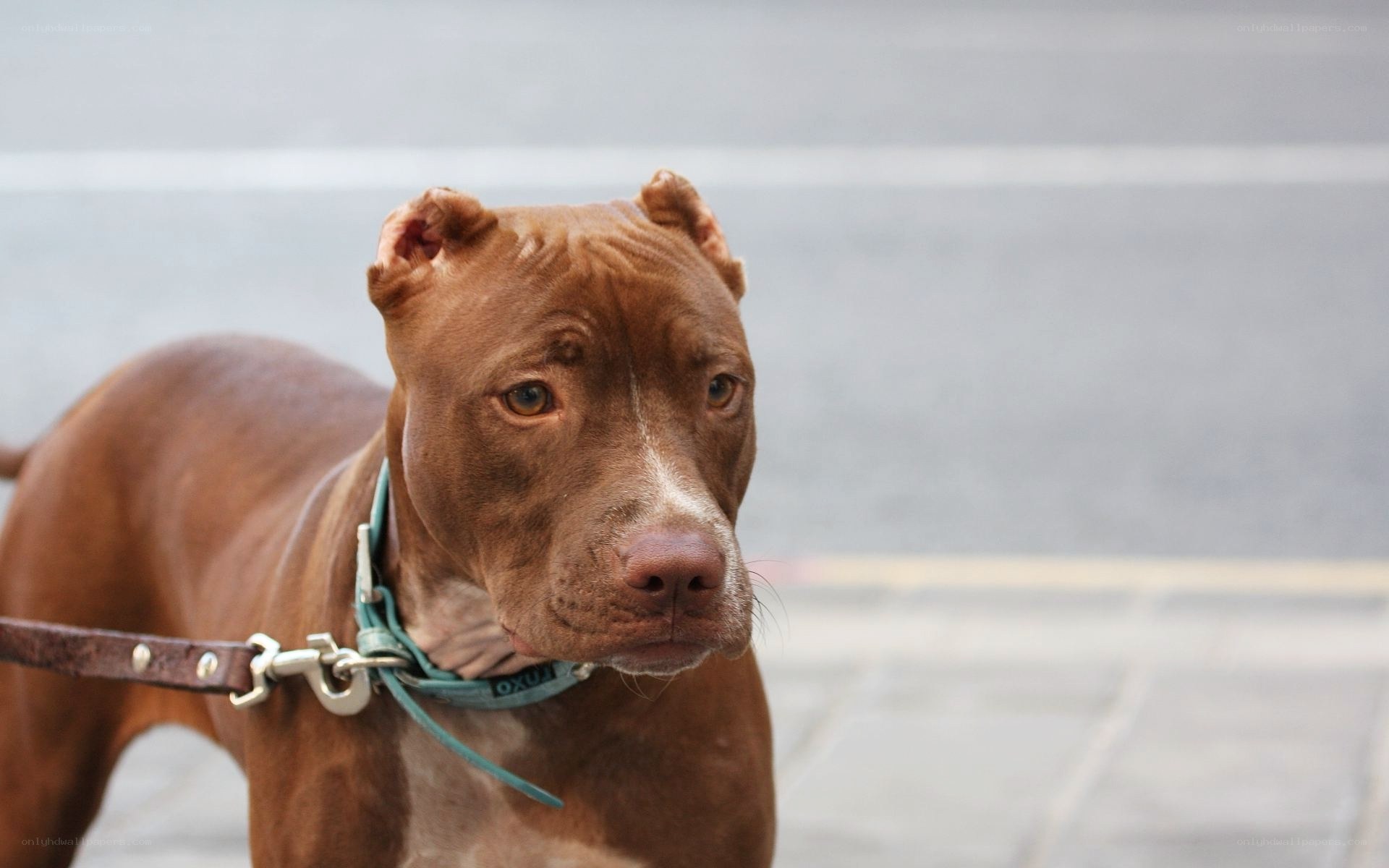 brown pitbull on leash