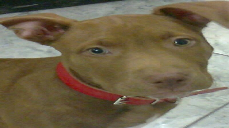 Brown Pitbull Puppy — Calm