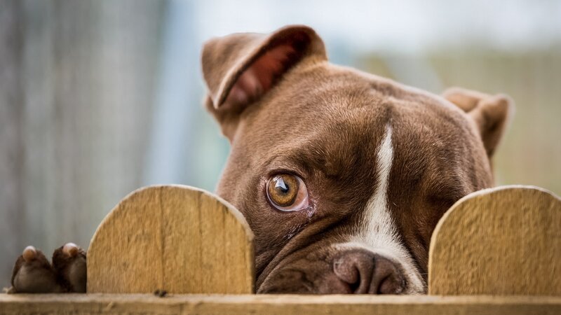Brown Pitbull Puppy — Curious