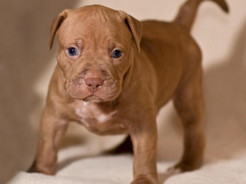 Brown Pitbull Puppy — Innocent