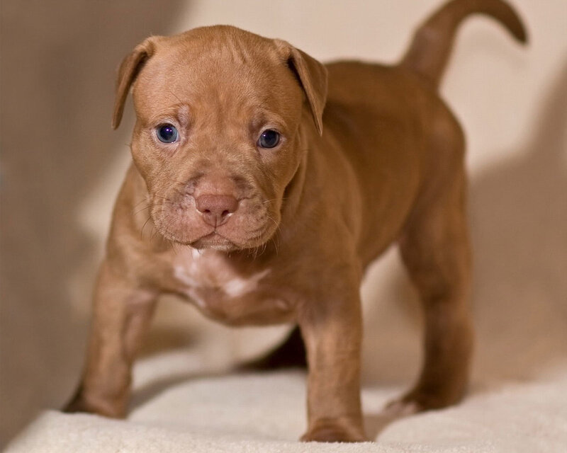 Brown Pitbull Puppy