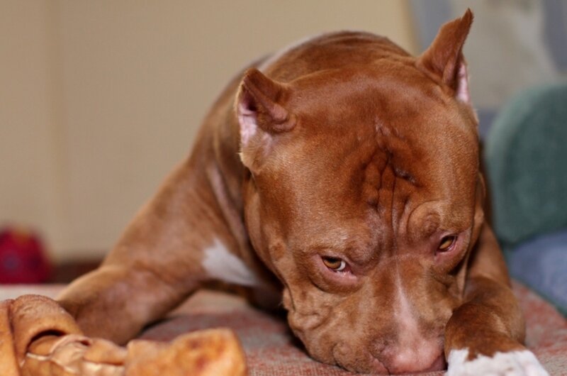 brown pitbull resting