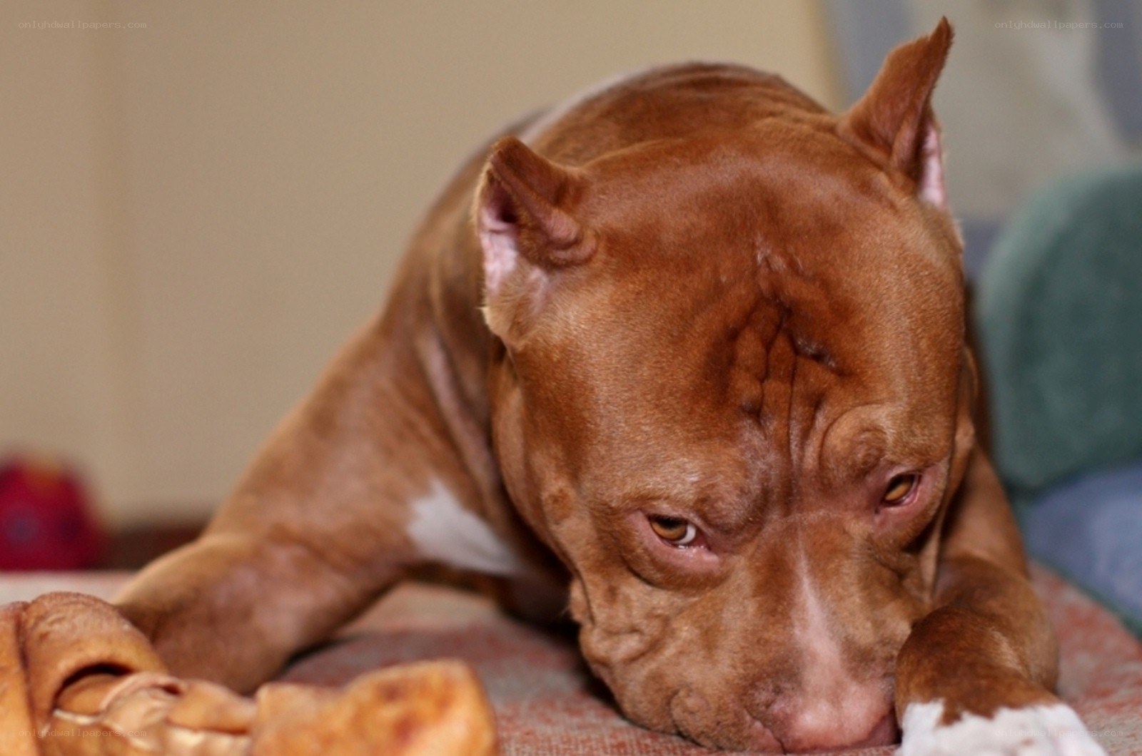 brown pitbull resting