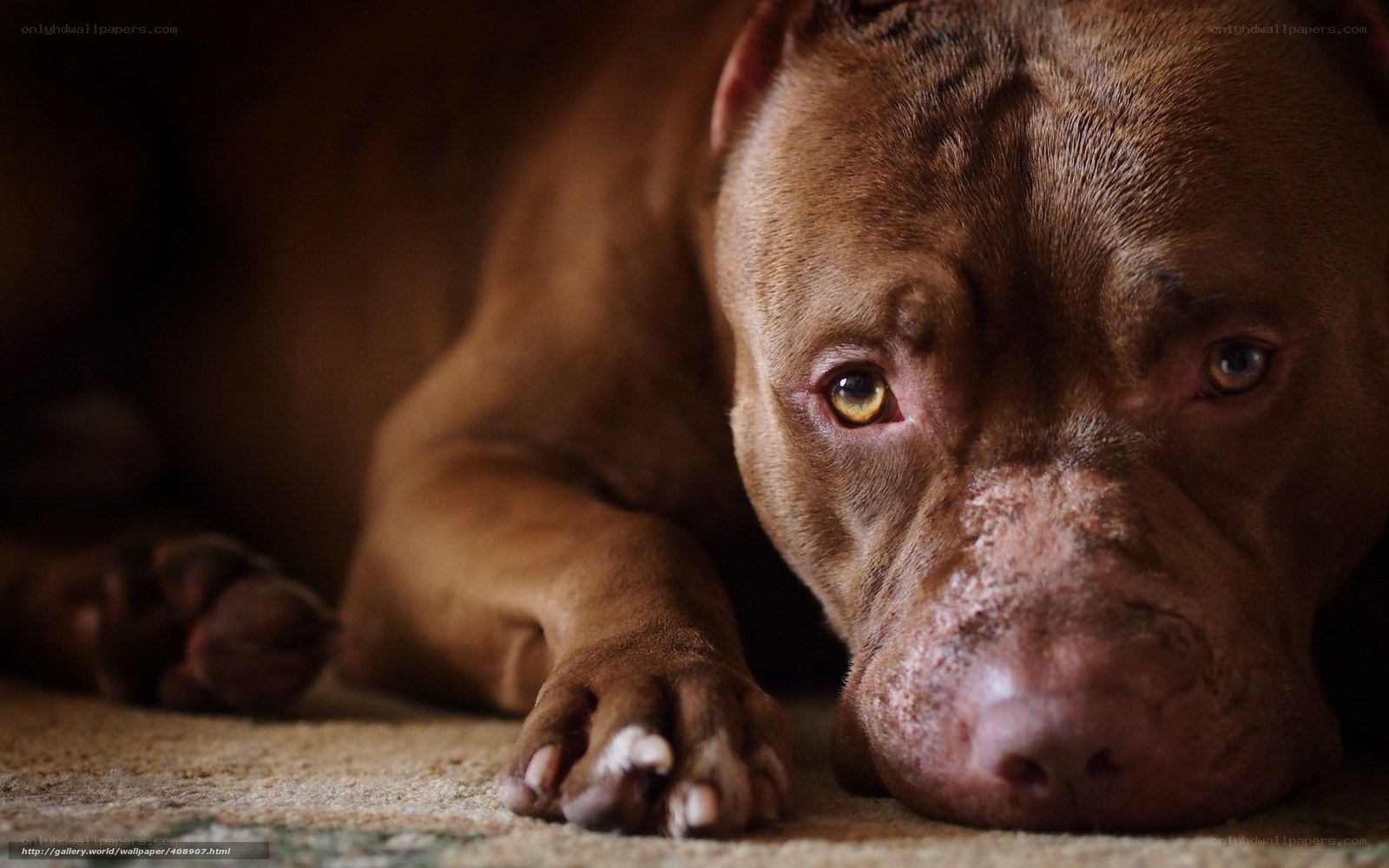 brown pitbull resting on carpet
