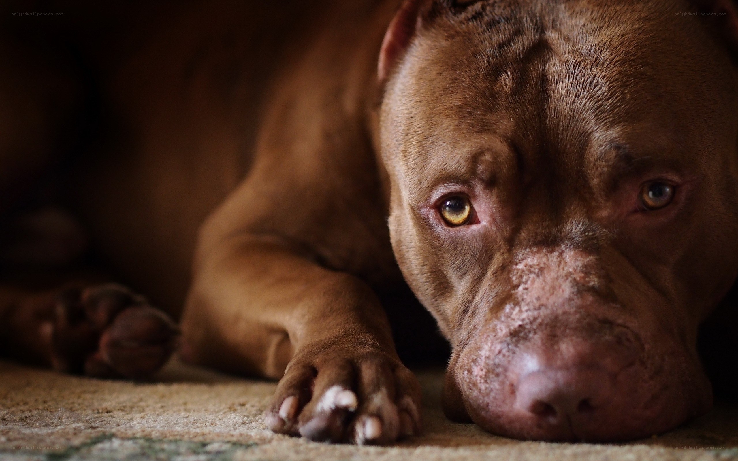 brown pitbull resting on carpet